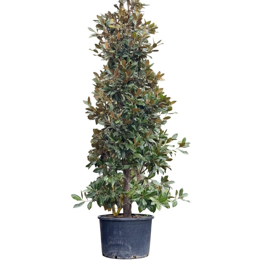 Magnolia Grandiflora