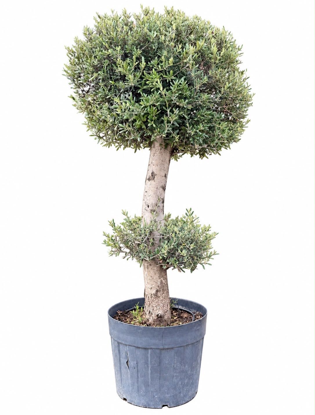 Măslin Bonsai