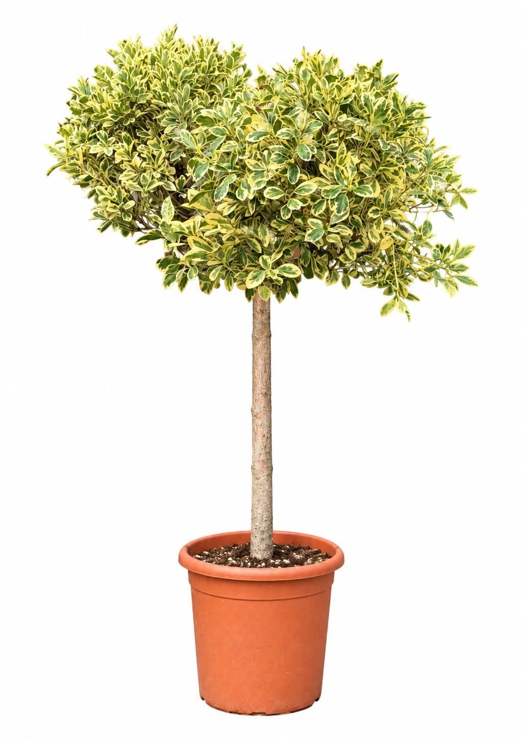 Evonymus Japonicus Globular