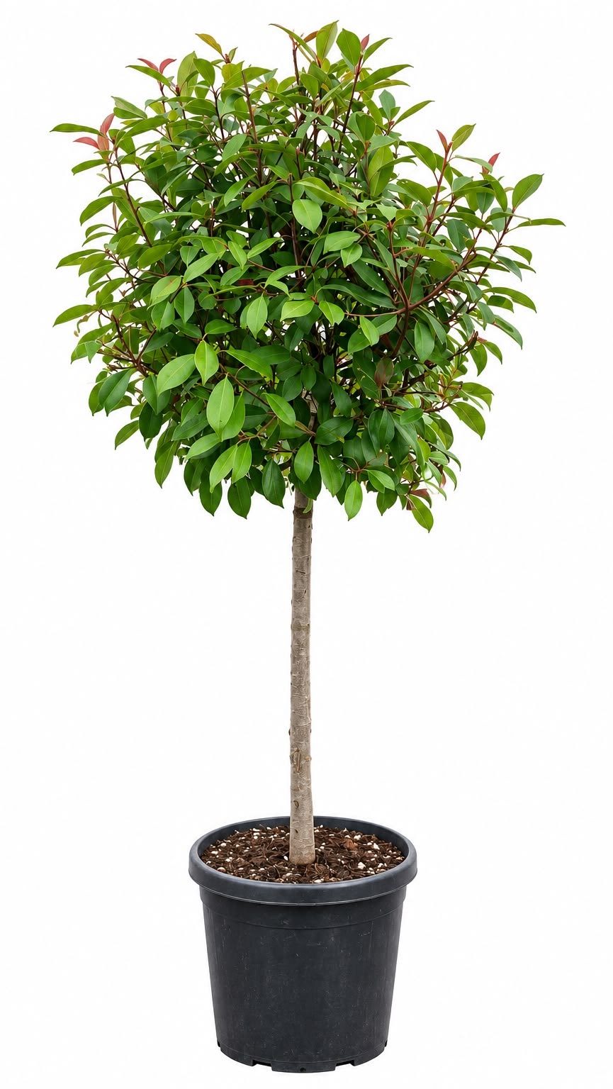 Photinia Red Robin Tufă