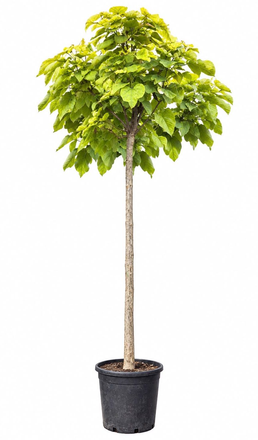 Catalpa #1