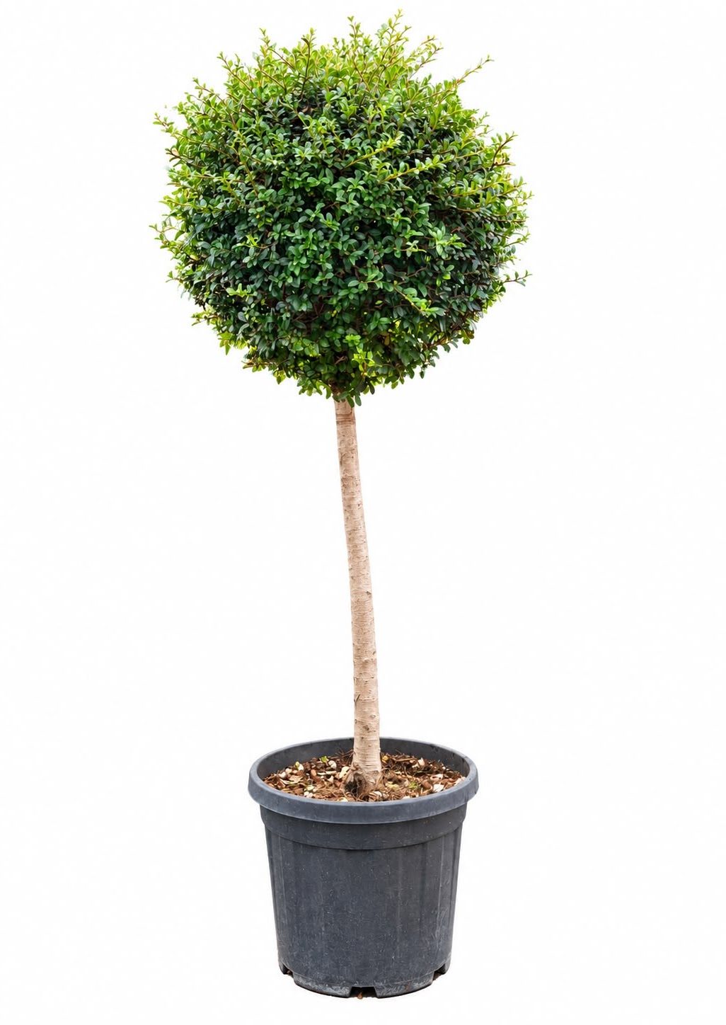 Ligustrum Glob #2