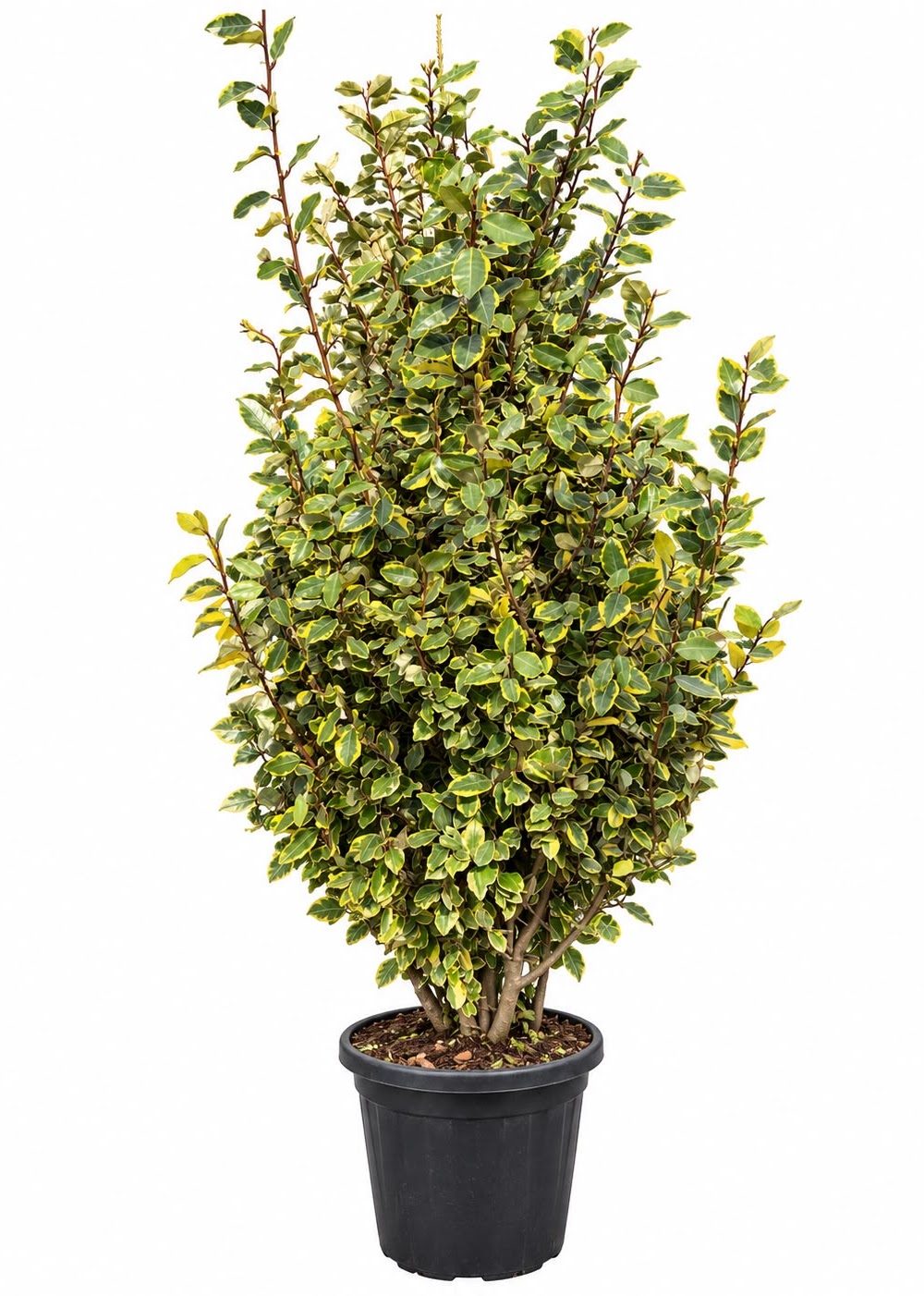 Eleagnus Evonymus #2