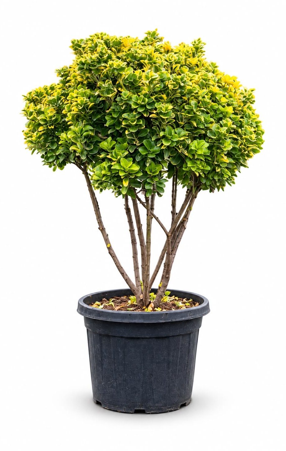 Euonymus Pon Pon #2