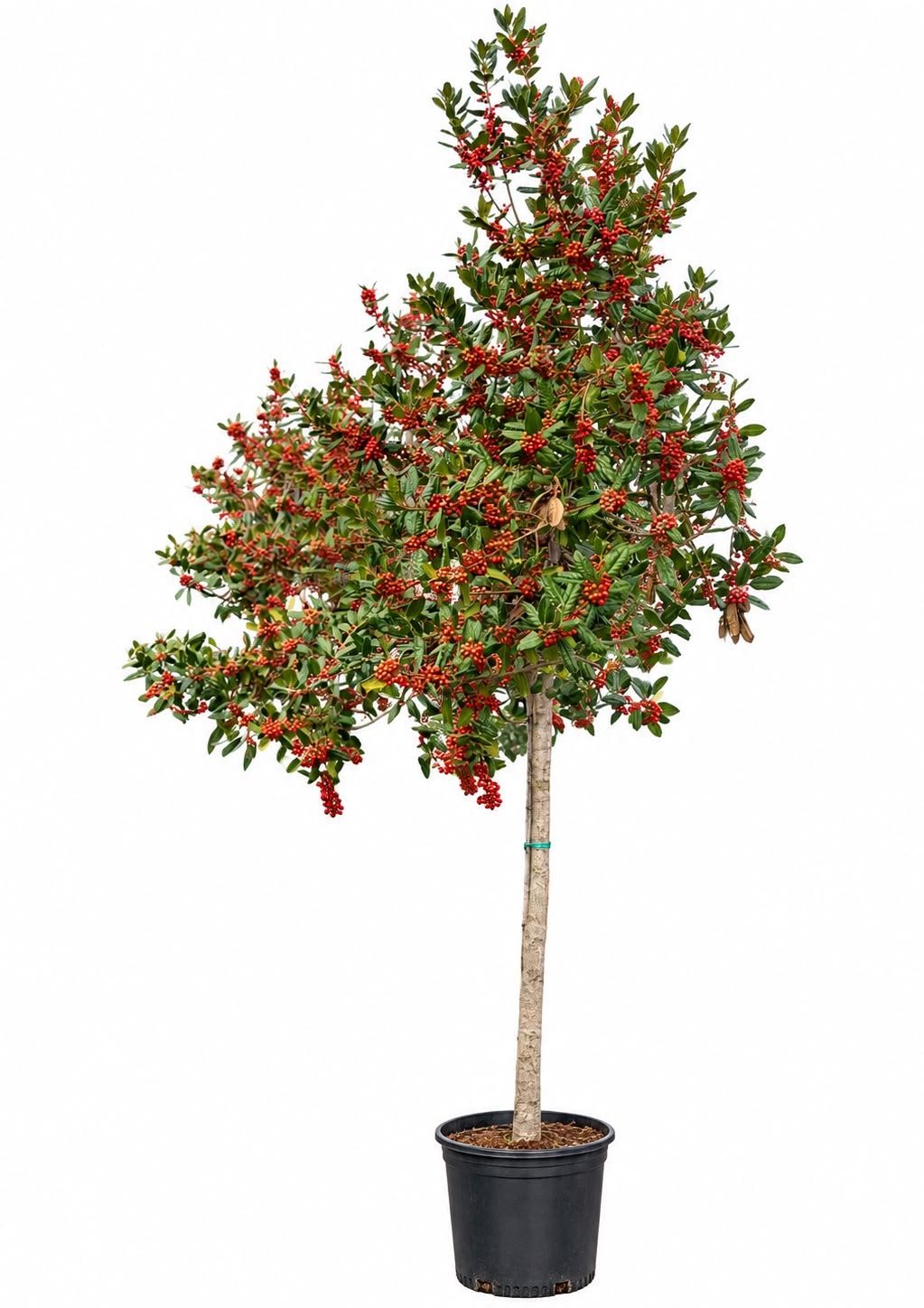 Ilex Nelly Stevens Alto Fusto